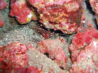 「オトヒメエビ(Banded boxer shrimp)」のサムネイル画像