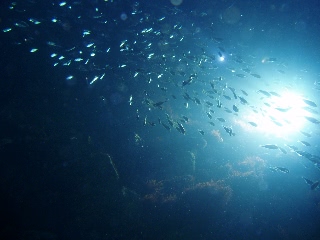 「小あじの群れ」のサムネイル画像