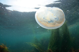 「無題」のサムネイル画像