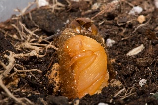 「コガネムシ」のサムネイル画像