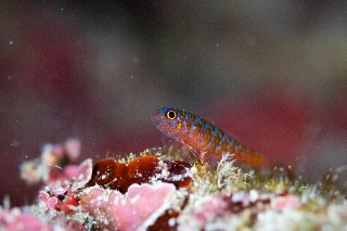 「無題」のサムネイル画像