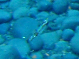 「アオリイカ(Bigfin Reef Squid)」のサムネイル画像