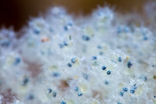 「ヤリガジ」のサムネイル画像