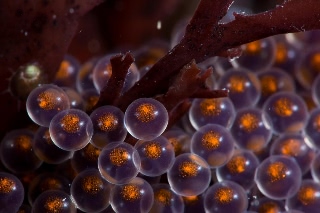 「クジメ」のサムネイル画像