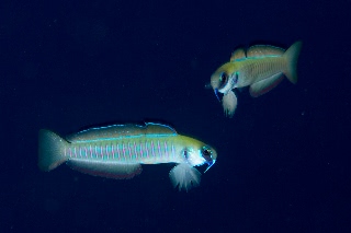 「ゼブラハゼ」のサムネイル画像