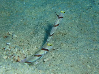 「ヒレナガネジリンボウ」のサムネイル画像