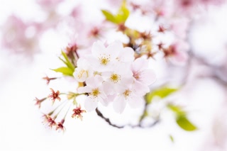 「ソメイヨシノ(染井吉野)」のサムネイル画像