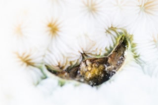 「カニの仲間」のサムネイル画像