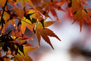 「無題」のサムネイル画像
