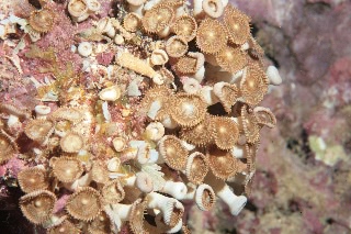 「タマイワスナギンチャク」のサムネイル画像