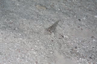 「セホシサンカクハゼ」のサムネイル画像