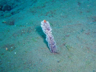 「無題」のサムネイル画像