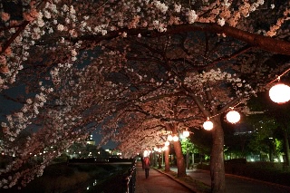 「ソメイヨシノ(染井吉野)」のサムネイル画像