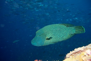 「メガネモチノウオ(ナポレオンフィッシュ)」のサムネイル画像