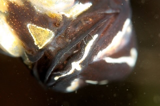 「アマノガワテンジクダイ(バンガイ・カーディナルフィッシュ,banggai cardinalfish)」のサムネイル画像