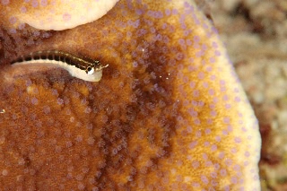 「ヒトスジギンポ」のサムネイル画像