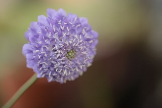 「Blue Cushion(ブルー・クッション)」のサムネイル画像