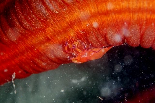 「ウミウシカクレエビ(Imperial partner shrimp)」のサムネイル画像