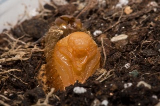 「コガネムシ」のサムネイル画像