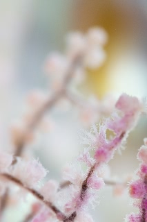 「無題」のサムネイル画像