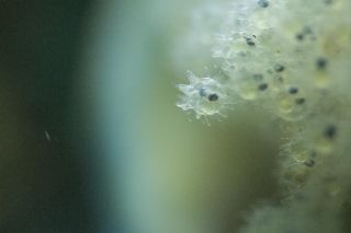 「ヤリガジ」のサムネイル画像