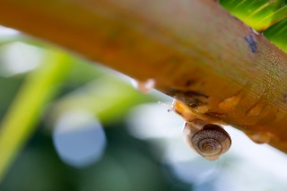 「カタツムリ」のサムネイル画像
