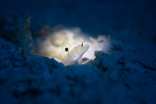 「ニチリンダテハゼ(Randall's prawn-goby)」のサムネイル画像