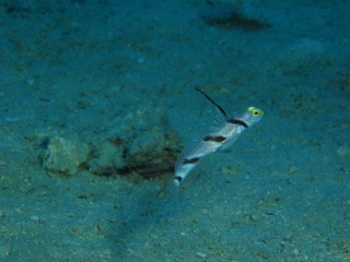 「ヒレナガネジリンボウ」のサムネイル画像