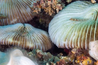 「ハゼの仲間」のサムネイル画像