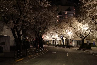 「ソメイヨシノ(染井吉野)」のサムネイル画像