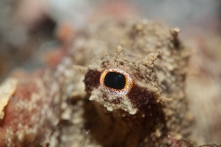 「タコ」のサムネイル画像