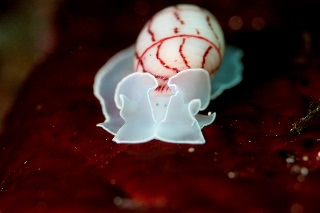 「ベニシボリガイ」のサムネイル画像