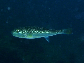 「コモンフグ」のサムネイル画像