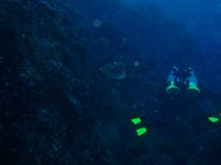 「ブダイ」のサムネイル画像