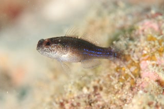 「ホシハゼ属の一種」のサムネイル画像