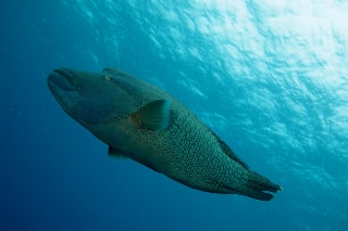 「メガネモチノウオ(ナポレオンフィッシュ)」のサムネイル画像