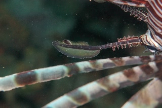 「ハナミノカサゴ」のサムネイル画像