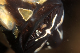 「アマノガワテンジクダイ(バンガイ・カーディナルフィッシュ,banggai cardinalfish)」のサムネイル画像