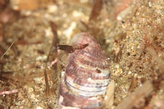 「無題」のサムネイル画像