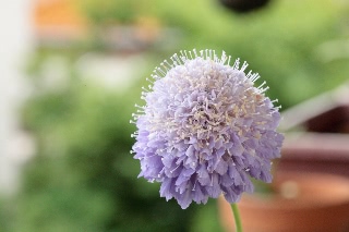 「Blue Cushion(ブルー・クッション)」のサムネイル画像