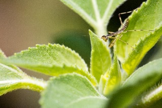 「カマキリ」のサムネイル画像