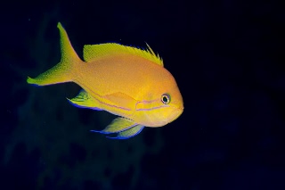 「スミレナガハナダイ(サロンパス)」のサムネイル画像