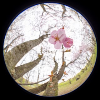 「オオヤマザクラ(エゾヤマザクラ,ベニヤマザクラ)」のサムネイル画像