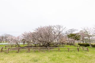 「チシマザクラ(千島桜)」のサムネイル画像