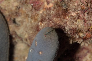 「アオヒトデ」のサムネイル画像