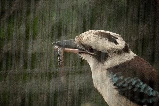 「ワライカワセミ」のサムネイル画像