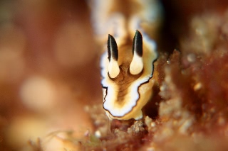 「キイロウミウシ」のサムネイル画像