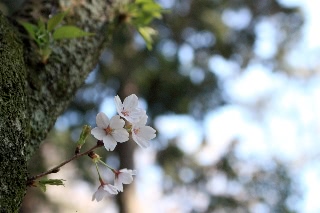「ソメイヨシノ(染井吉野)」のサムネイル画像