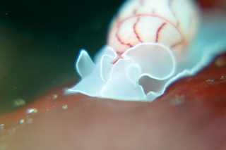 「ベニシボリガイ」のサムネイル画像