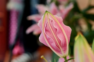 「ソルボンヌ」のサムネイル画像